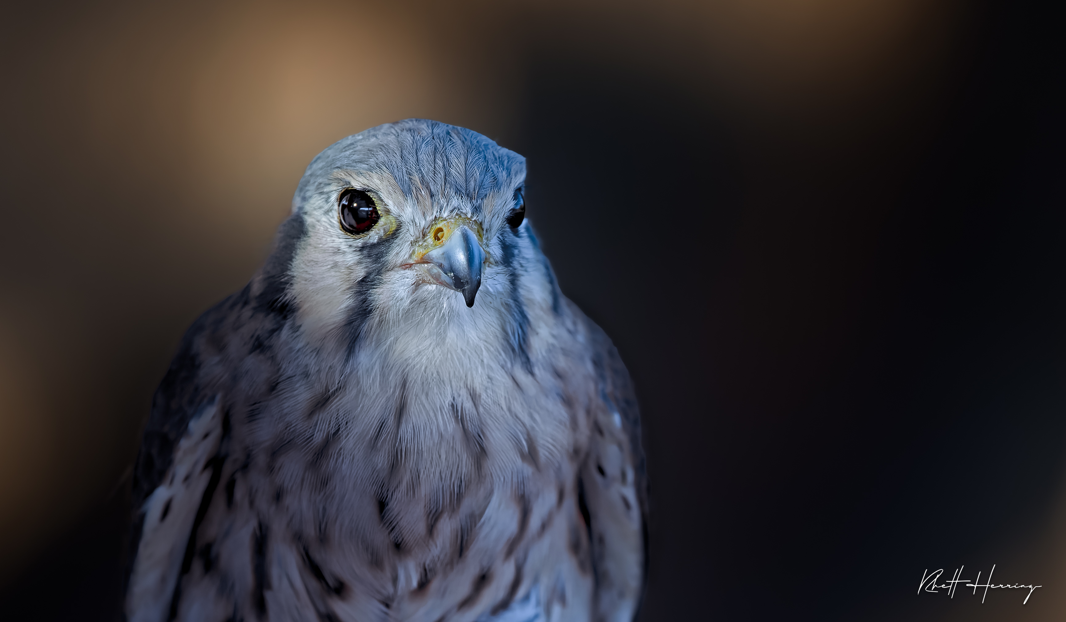 Eye to Eye with a Desert Kestrel